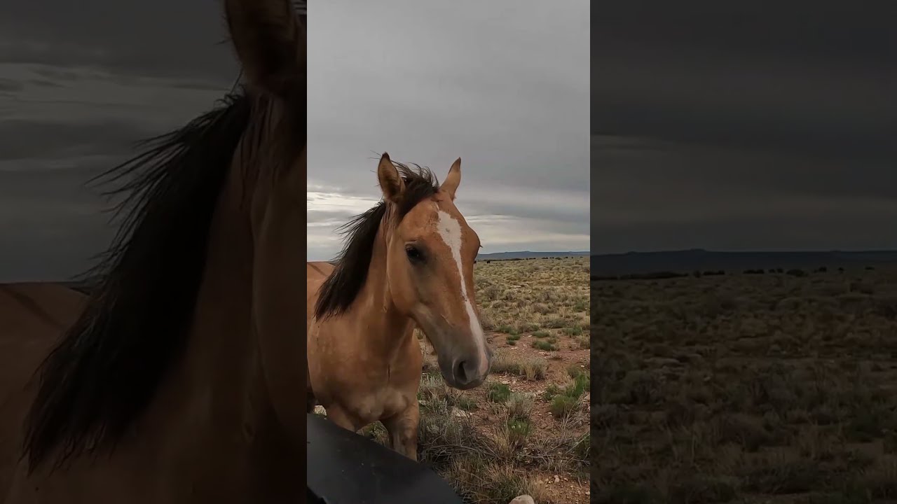 Wild Horse Encounter An Unforgettable Experience In Nature