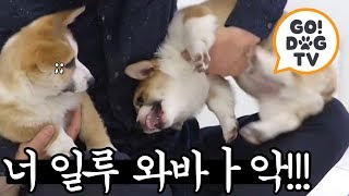[고독TV] ♨대중소 개싸움♨ 형이고 뭐고 내가 서열 1위야!!! | 개밥주는 남자