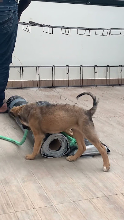 Guria faz sobrancelha de henna em cachorro mas nem tudo sai como planejado.  Veja! - Pretinho Básico