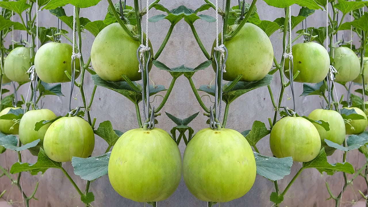 Honeydew Melons - Honey Dew Green Melon Fruit - Growing Fruits Plants -  Backyard Gardening - Jazevox 