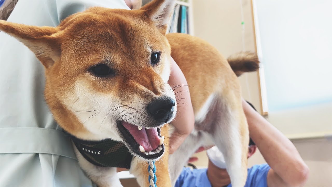 俺のケツで遊ぶな ワクチン接種前 二人の若い先生に反抗的態度な柴犬 Youtube