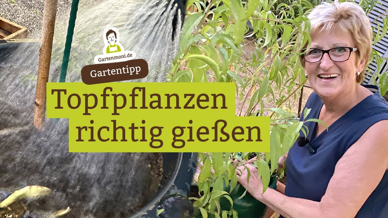 Topfpflanzen richtig gieen - Ausreichend Wasser fr Kbelpflanzen. Bei  Zweifel: Finger-Trick!