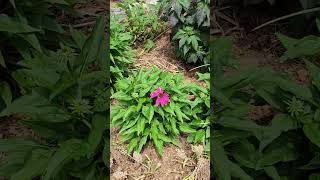 Career Overview Plant Splotlight: Pow wow Coneflower