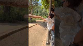 Wait Elephant Vs Fruit Baby Feeding The Elephant