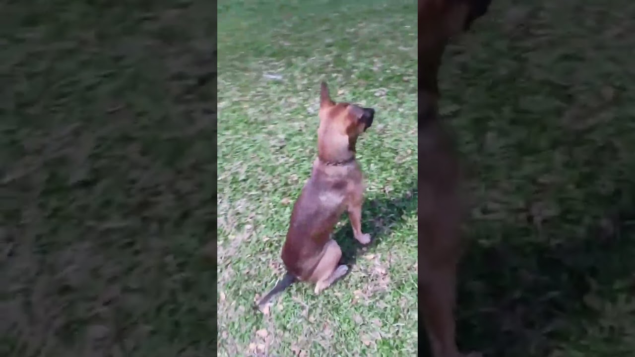 Taraaa guys,walk through,,,Nakita ko c idol, Djan Fox,,,, panuorin,,,