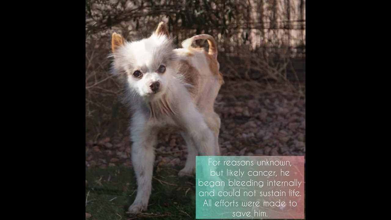 Only 34 Days of Freedom From a Puppy Mill