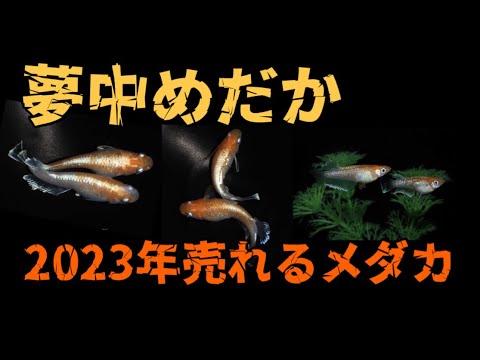 夢中めだかブリードのレッドクリフ紅白タイプ、エンペラー、ブラック