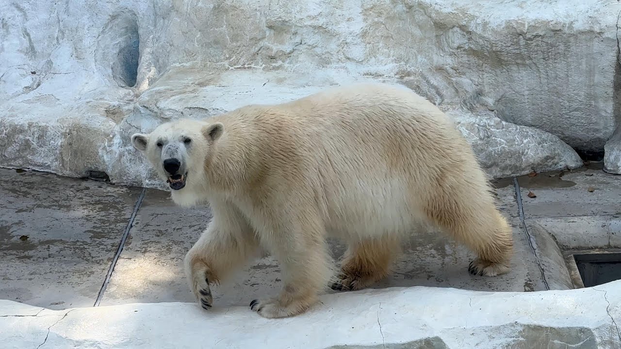 デアちゃんの様子をお届けします【‎2025年‎3月25日】【上野動物園