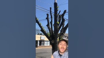 You should NEVER prune your trees like this! #trees #topping