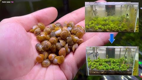 Thực hư Ốc Nerita có diệt rêu hiệu quả như lời đồn ?