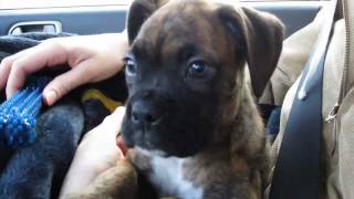 Brock the Boxer Slideshow: 2-9 Months Old