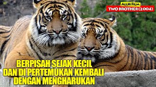 Harimau Yang Berpisah Sejak Kecil Dan Akhirnya Di Pertemukan Kembali | Alur Cerita Film TWO BROTHER