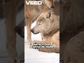 "Unleashed: The Real Story of Wolves in the Wild"WildWolf#LoneWolf#WolfLife#WolvesOfTheWild