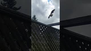 Mourning Dove Takes Flight #shortvideo Mourning Dove Takes Flight #shortvideo