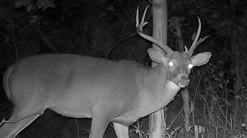 Seekor Rusa Jantan dengan Tanduk yang Tidak Biasa (4K) 🦌🦌‼️