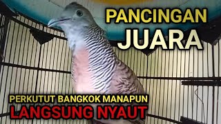 PANCINGAN JUARA 100% PERKUTUT BANGKOK MANAPUN LANGSUNG NYAUT, JADIKAN PERKUTUT BANGKOK GACOR!