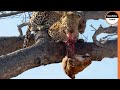 Leopard Exacts Retribution on The Lions For Killing Her Cub