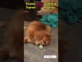 Бедное дитя, как будто игрушек нет🤣Poor child, as if there were no toys / Spitz said  Сказали Шпиц