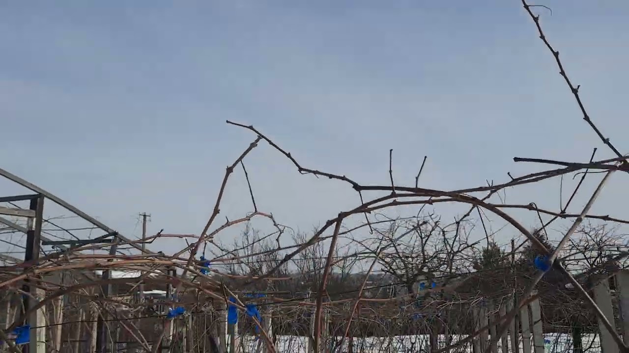 Какая правильная нагрузка кустов винограда глазками при обрезке? Правила, критерии, что учитывать?