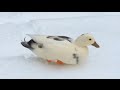 初めての雪に大興奮のコールダック
