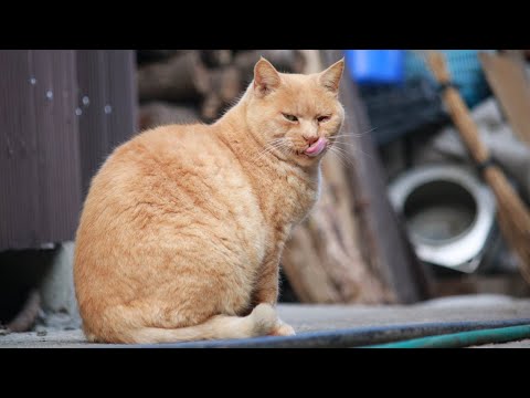 野良猫お食事 220328