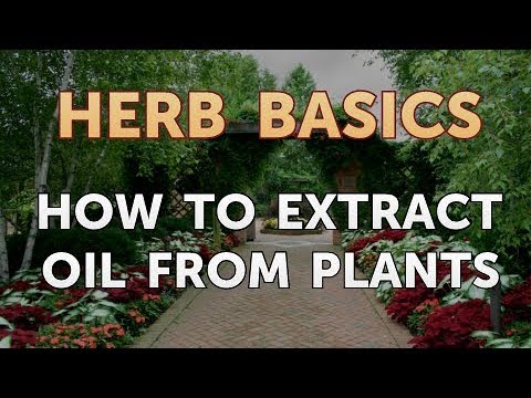 How to Extract Oil From Plants