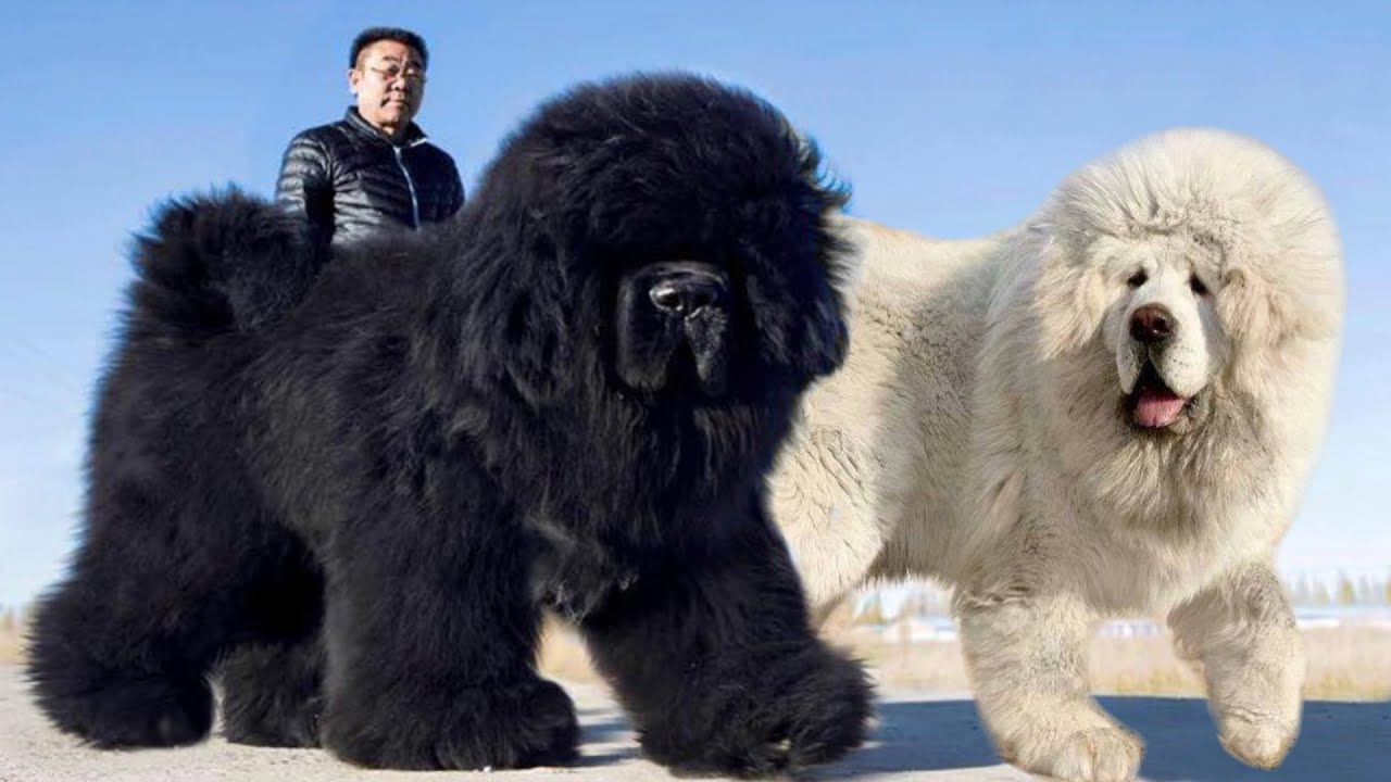 big fluffy cuddly dogs