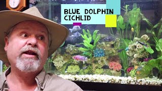 Please Watch This Video Before You Buy A Blue Dolphin Cichlid