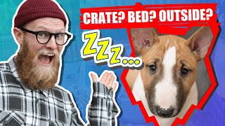 Where Should My BULL TERRIER PUPPY Sleep? by Fenrir Bull Terrier Show 8,666 views 3 years ago 10 minutes, 16 seconds