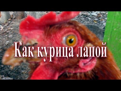 Как курица лапой