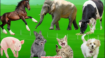 Beautiful Animal Moments: Dog, Cat, Elephant, Cow, Chicken, Horse, Sheep - Animal Video