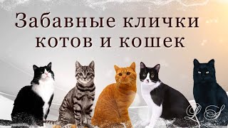 Клички котов и кошек. Забавные имена для кошек  Рассказы из комментарий