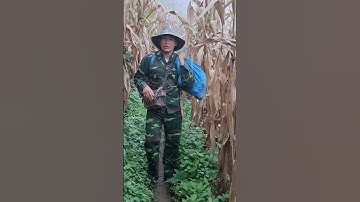 Hlau youtube mus teb pub qaib.hôm nay đi cho gà rừng gà ta ăn uống