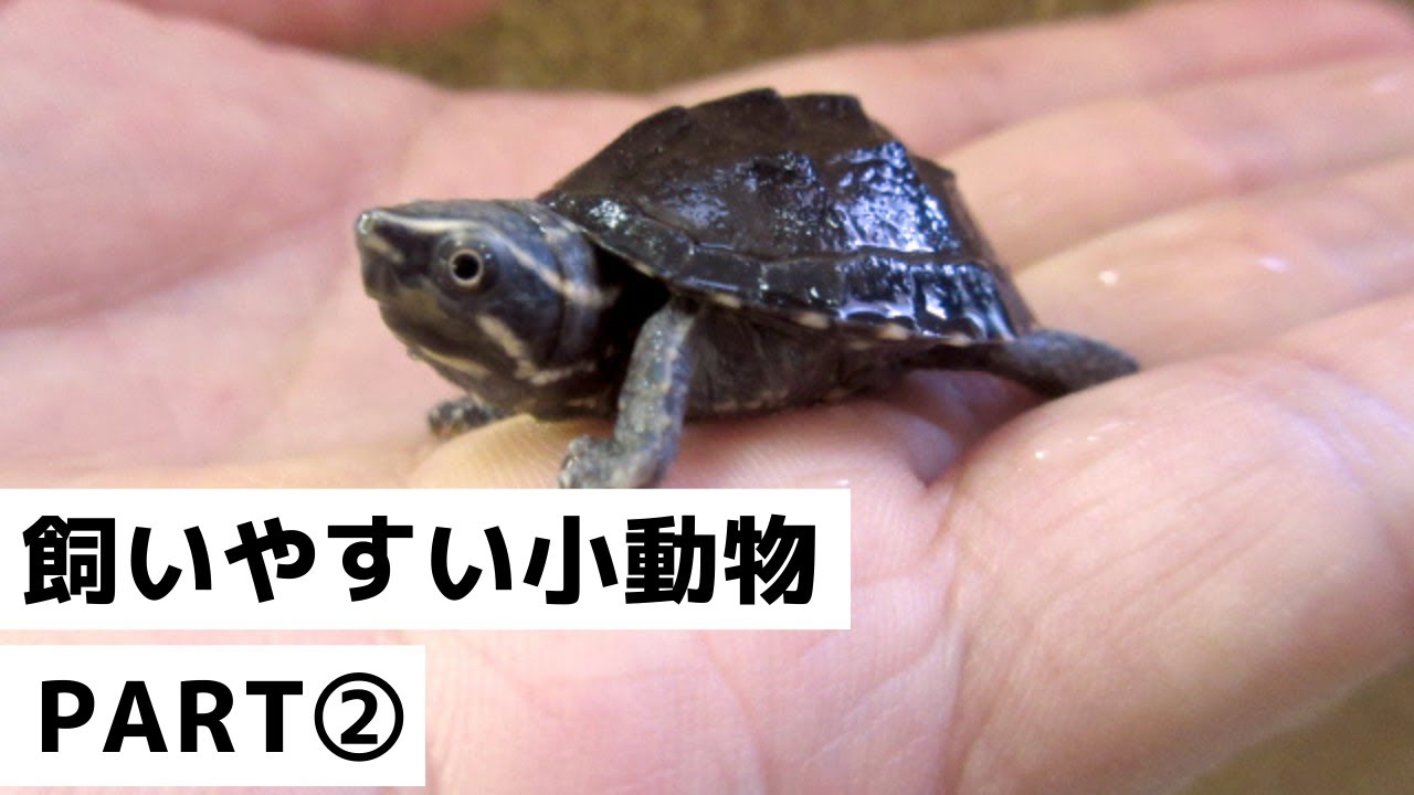 年 初心者におすすめ 飼いやすい小動物ランキング Youtube