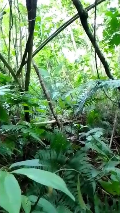 suara asli burung jongkangan di alam liar