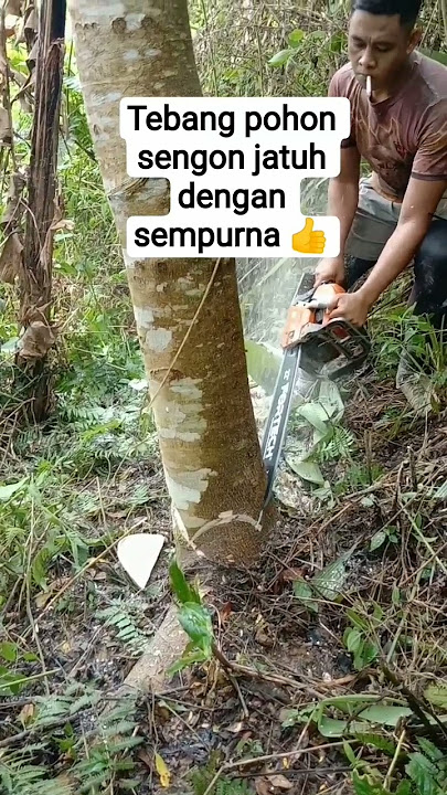 PENEBANGAN KAYU SENGON‼️ JATUH DENGAN SEMPURNA 👍