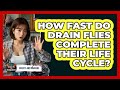 How Fast Do Drain Flies Complete Their Life Cycle? - Insects and Invaders