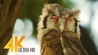 4K African Wildlife - Kgalagadi Transfrontier Park - Part  2 - 7 HRS Relaxation Video