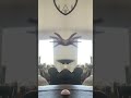 Floating hand spider
