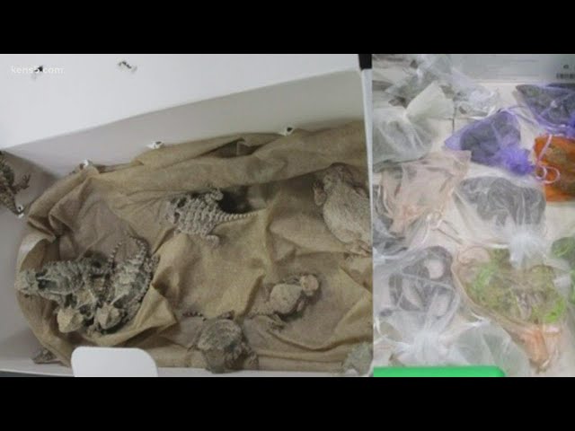 Oddly shaped breasts' led to arrest of smuggler found with 16 lizards  stuffed in bra