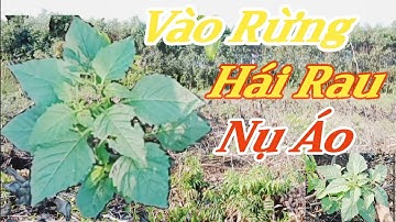 Theo Chân Cha Vợ Vô Rừng Hái Rau Nụ Áo Về Nấu Canh Về Nhúng Lẩu Ăn Rất Ngon #tuongmientay #sinhton