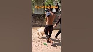 Pig Catching Video