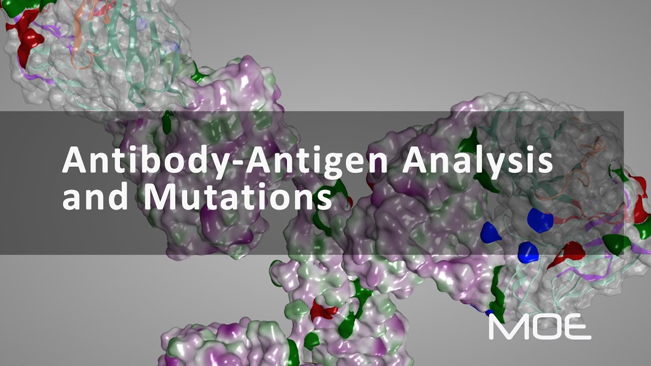 Antibody-Antigen Analysis and Mutations