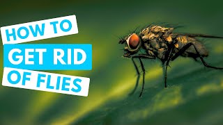 How to GET RID OF FLIES | Inside the house quickly!