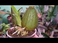 Орхо Сюрпризы | Реанимация и Восстановление Орхидей