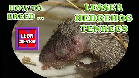 LESSER HEDGEHOG TENREC BREEDING!!! - with Leon Hills - LEON CREATOR