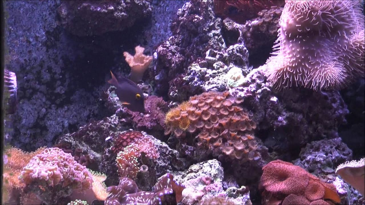 AquariumExplorer Episode1 YouTube