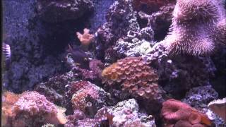 Aquariumexplorer Episode1 Aquariumdomain.com