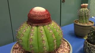 San Diego Cactus & Succulent Society Summer Show 2023 Pt. 1/5