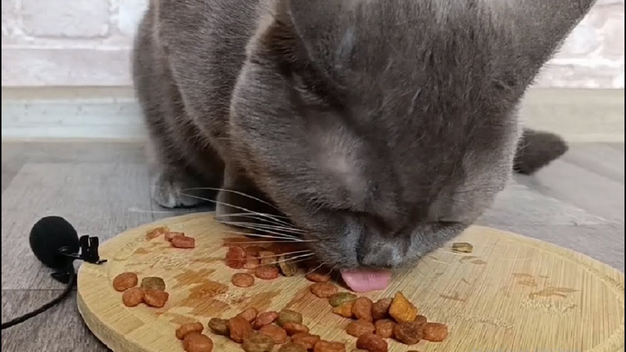 asmr-cat-eats-dry-food-youtube
